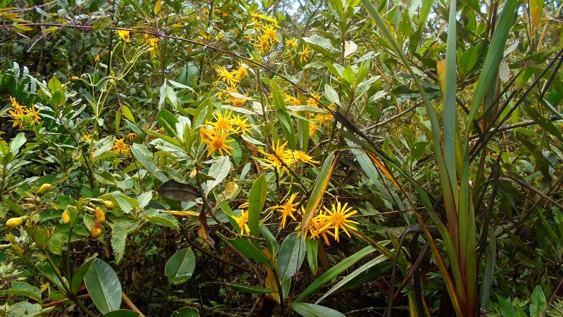 Bosque de Shollet en Villa Rica: naturaleza y conservación en la Selva Central